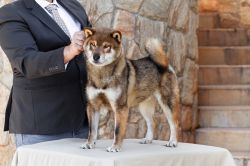 picture of dog
