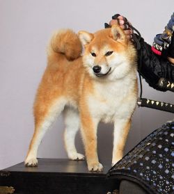 picture of dog
