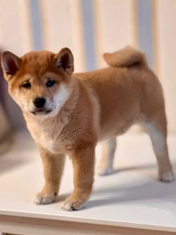 picture of dog