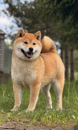 picture of dog