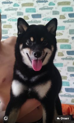 picture of dog