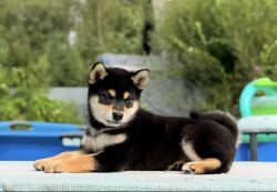 picture of dog