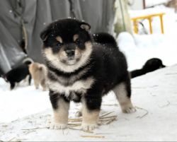 picture of dog