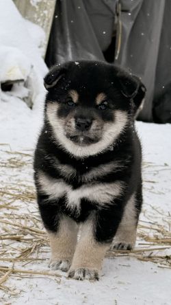 picture of dog