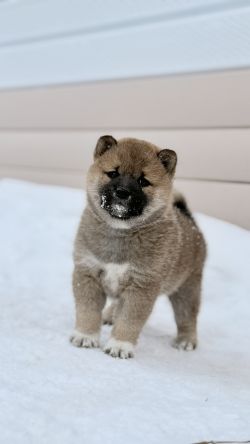 picture of dog