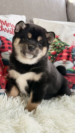 picture of dog