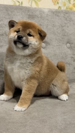 picture of dog