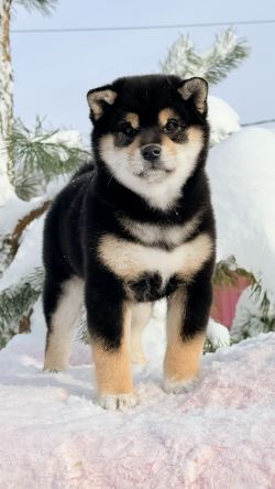 picture of dog