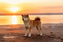 picture of dog
