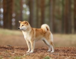 picture of dog