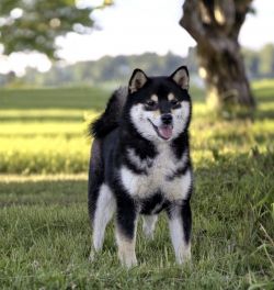 picture of dog