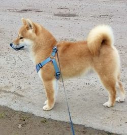 picture of dog