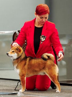 picture of dog