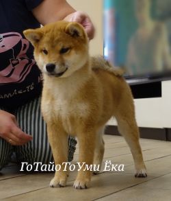 picture of dog