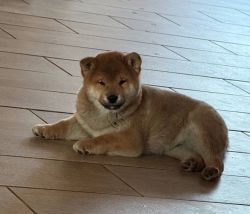 picture of dog