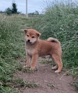 picture of dog