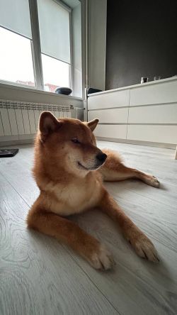 picture of dog