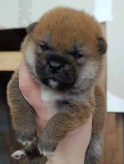 picture of dog