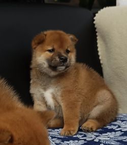 picture of dog