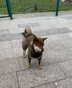 picture of dog