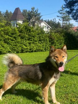 picture of dog