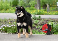 picture of dog