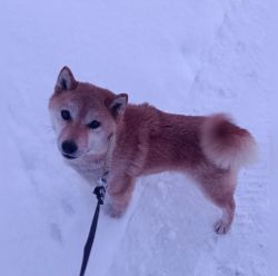 picture of dog