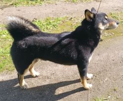 picture of dog