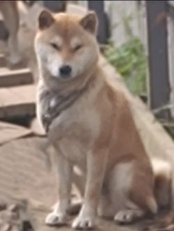 picture of dog