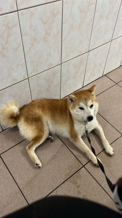 picture of dog