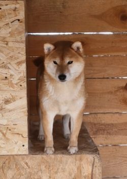 picture of dog