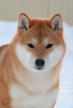 picture of dog