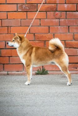 picture of dog
