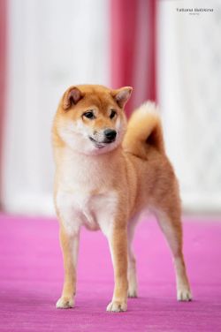 picture of dog