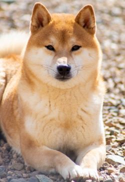 picture of dog