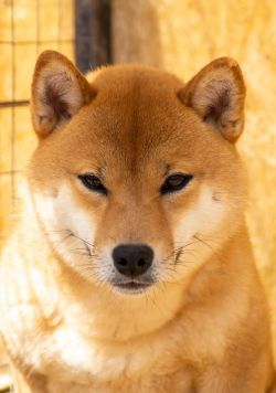 picture of dog