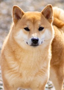 picture of dog