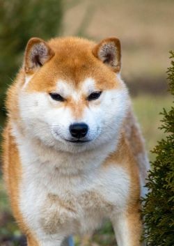 picture of dog