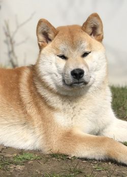 picture of dog