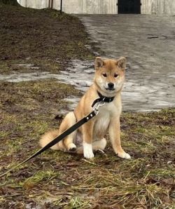 picture of dog
