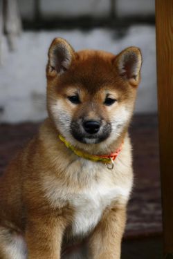 picture of dog