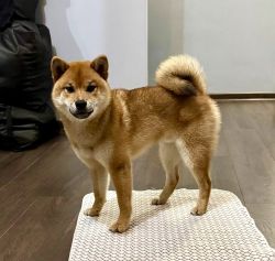 picture of dog