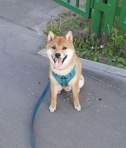 picture of dog