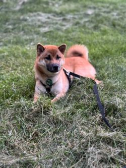picture of dog