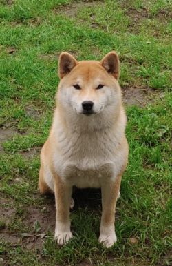 picture of dog