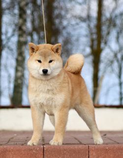 picture of dog