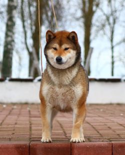 picture of dog
