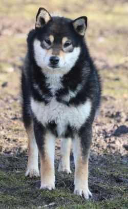 picture of dog