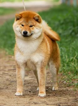 picture of dog