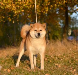 picture of dog